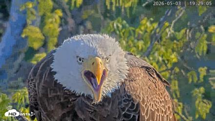 Dulles Greenway Eagles Nest Live Cam - May 3, 2026, 7:25pm EDT