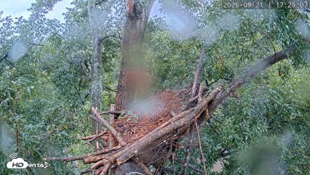 Dulles Greenway Eagles Nest Live Cam - Sep 21, 2026, 5:19pm EDT