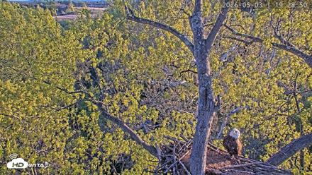 Dulles Greenway Eagles Nest Live Cam - May 3, 2026, 7:25pm EDT