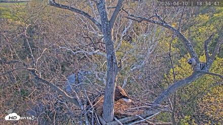 Dulles Greenway Eagles Nest Live Cam - Apr 10, 2026, 6:50pm EDT
