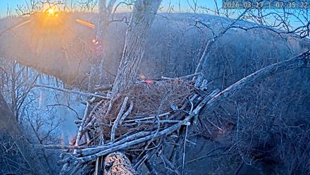 Dulles Greenway Eagles Nest Live Cam - Mar 17, 2026, 7:30am EDT
