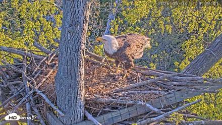 Dulles Greenway Eagles Nest Live Cam - May 3, 2026, 7:25pm EDT