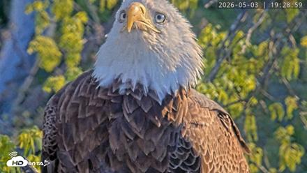 Dulles Greenway Eagles Nest Live Cam - May 3, 2026, 7:25pm EDT