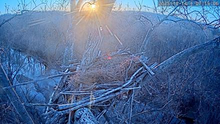 Dulles Greenway Eagles Nest Live Cam - Nov 14, 2025, 7:10am EST