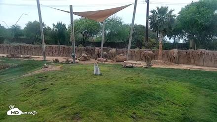 Reid Park Zoo Elephant Grasslands Live Webcam - May 3, 2026, 12:08pm MST