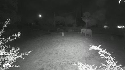 Reid Park Zoo Elephant Grasslands Live Webcam - Sep 19, 2026, 1:41am MST