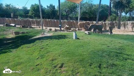 Reid Park Zoo Elephant Grasslands Live Webcam - Jun 8, 2026, 8:40am MST