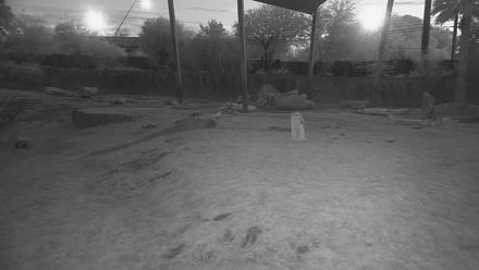 Reid Park Zoo Elephant Grasslands Live Webcam - Nov 27, 2025, 5:51pm MST