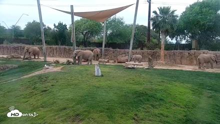 Reid Park Zoo Elephant Grasslands Live Webcam - May 3, 2026, 10:18am MST