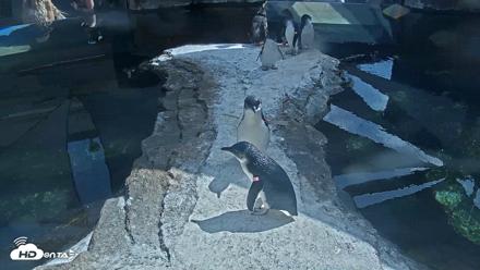 Birch Aquarium Penguin Exhibit Live Webcam - Aug 12, 2026, 3:10pm PDT