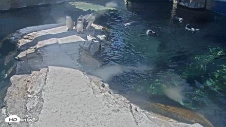 Birch Aquarium Penguin Exhibit Live Webcam - Sep 30, 2026, 1:09pm PDT