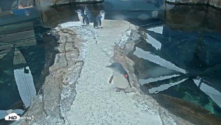Birch Aquarium Penguin Exhibit Live Webcam - Oct 1, 2026, 10:13am PDT