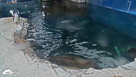 Birch Aquarium Penguin Exhibit Live Webcam - Sep 15, 2026, 9:55am PDT