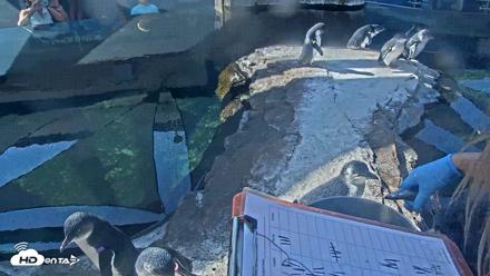Birch Aquarium Penguin Exhibit Live Webcam - Oct 4, 2026, 10:09am PDT
