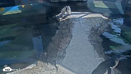 Birch Aquarium Penguin Exhibit Live Webcam - Sep 1, 2026, 3:05pm PDT
