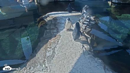 Birch Aquarium Penguin Exhibit Live Webcam - Sep 23, 2026, 10:15am PDT