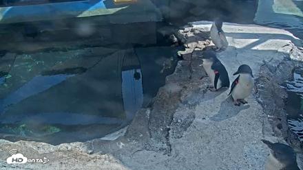 Birch Aquarium Penguin Exhibit Live Webcam - Sep 15, 2026, 2:59pm PDT