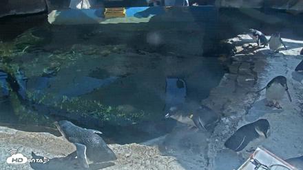 Birch Aquarium Penguin Exhibit Live Webcam - Sep 3, 2026, 3:14pm PDT