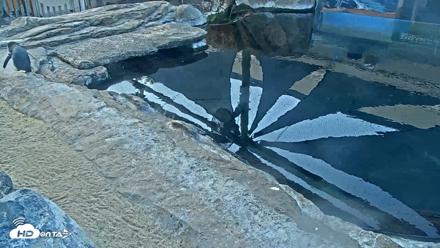 Birch Aquarium Penguin Exhibit Live Webcam - Oct 6, 2026, 7:30am PDT