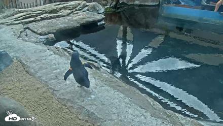 Birch Aquarium Penguin Exhibit Live Webcam - Sep 17, 2026, 10:25am PDT