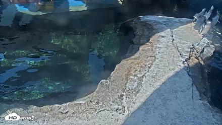Birch Aquarium Penguin Exhibit Live Webcam - Sep 4, 2026, 10:00am PDT