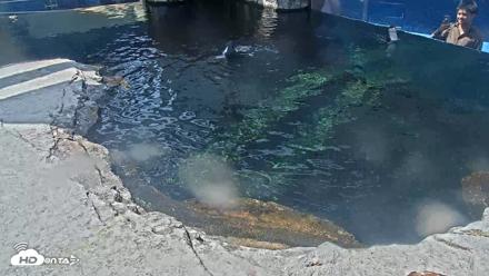 Birch Aquarium Penguin Exhibit Live Webcam - Sep 23, 2026, 12:34pm PDT