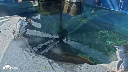 Birch Aquarium Penguin Exhibit Live Webcam - Sep 24, 2026, 10:42am PDT
