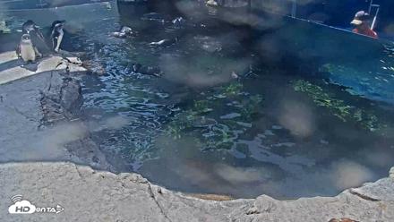 Birch Aquarium Penguin Exhibit Live Webcam - Sep 17, 2026, 1:53pm PDT
