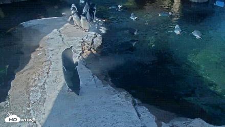 Birch Aquarium Penguin Exhibit Live Webcam - Sep 4, 2026, 10:01am PDT