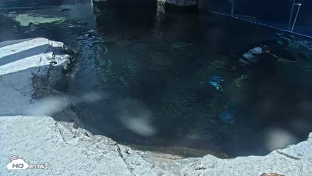 Birch Aquarium Penguin Exhibit Live Webcam - Sep 29, 2026, 1:18pm PDT