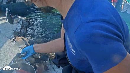 Birch Aquarium Penguin Exhibit Live Webcam - Sep 28, 2026, 10:04am PDT