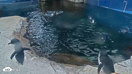 Birch Aquarium Penguin Exhibit Live Webcam - Sep 16, 2026, 7:43am PDT