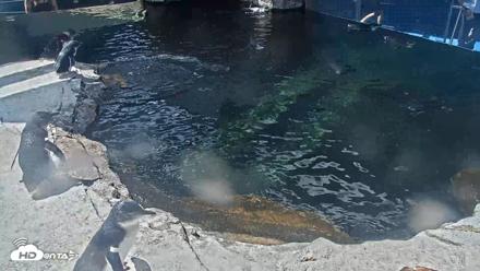 Birch Aquarium Penguin Exhibit Live Webcam - Sep 23, 2026, 12:35pm PDT