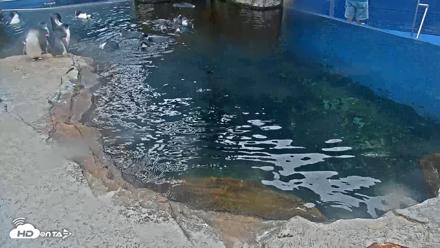 Birch Aquarium Penguin Exhibit Live Webcam - Oct 10, 2026, 8:39am PDT