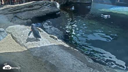Birch Aquarium Penguin Exhibit Live Webcam - Sep 23, 2026, 12:32pm PDT