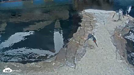 Birch Aquarium Penguin Exhibit Live Webcam - Sep 20, 2026, 8:28am PDT