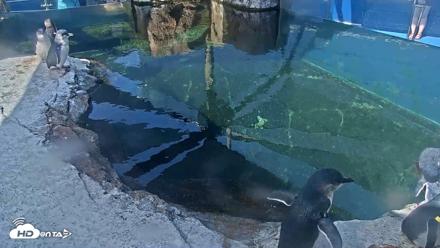 Birch Aquarium Penguin Exhibit Live Webcam - Aug 25, 2026, 10:14am PDT