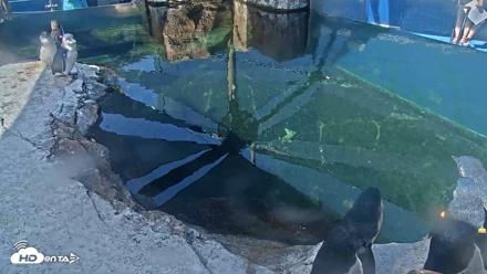 Birch Aquarium Penguin Exhibit Live Webcam - Aug 25, 2026, 10:14am PDT