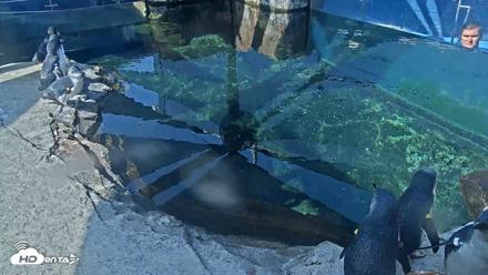Birch Aquarium Penguin Exhibit Live Webcam - Sep 23, 2026, 10:16am PDT
