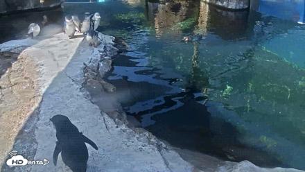 Birch Aquarium Penguin Exhibit Live Webcam - Aug 25, 2026, 10:12am PDT