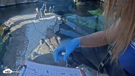 Birch Aquarium Penguin Exhibit Live Webcam - Oct 4, 2026, 10:09am PDT
