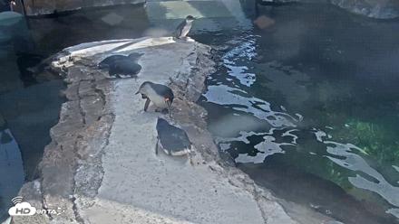 Birch Aquarium Penguin Exhibit Live Webcam - Aug 25, 2026, 3:12pm PDT