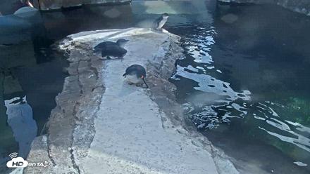 Birch Aquarium Penguin Exhibit Live Webcam - Aug 25, 2026, 3:11pm PDT