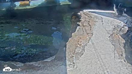 Birch Aquarium Penguin Exhibit Live Webcam - Sep 1, 2026, 12:19pm PDT