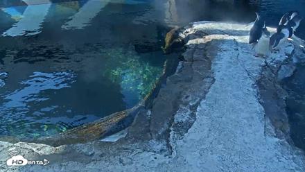 Birch Aquarium Penguin Exhibit Live Webcam - Oct 5, 2026, 9:25am PDT