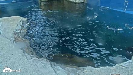 Birch Aquarium Penguin Exhibit Live Webcam - Sep 22, 2026, 8:08am PDT