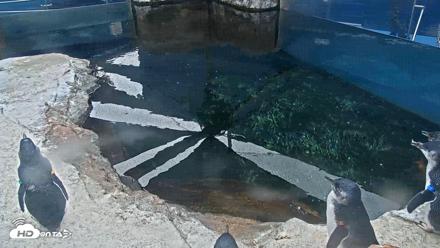 Birch Aquarium Penguin Exhibit Live Webcam - Aug 27, 2026, 3:01pm PDT