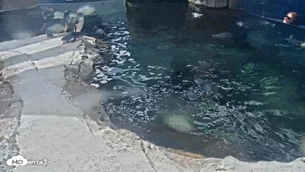 Birch Aquarium Penguin Exhibit Live Webcam - Oct 1, 2026, 1:24pm PDT
