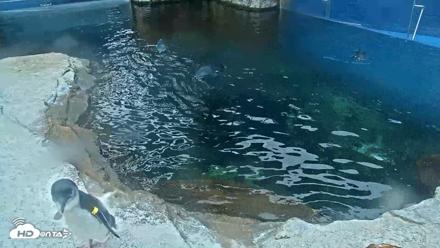Birch Aquarium Penguin Exhibit Live Webcam - Oct 8, 2026, 8:59am PDT