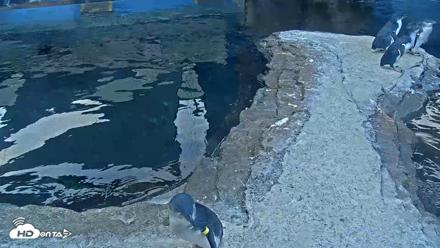 Birch Aquarium Penguin Exhibit Live Webcam - Sep 25, 2026, 7:18am PDT